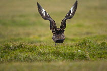 Great skua {Catharacta / Stercorarius skua) rear view of bird displaying, Sheltand Islands, Scotland, UK