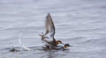 Northern phalarope (Phalaropus lobatus) mating on water, Shetland Islands, Scotland, UK