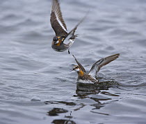 Northern phalarope (Phalaropus lobatus) male chasing a rival away,  Shetland Islands, Scotland, UK