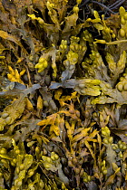 Bladder wrack seaweed {Fusca vesiculosus} Shetland Islands, Scotland, UK