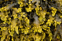 Bladder wrack seaweed {Fusca vesiculosus} Shetland Islands, Scotland, UK