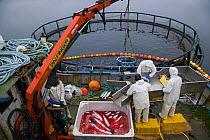 Atlantic salmon {Salmo salar} fish farm, gutting the fish, Baltasounds, Unst Island, Shetland Islands, Scotland, UK