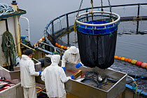Atlantic salmon {Salmo salar} fish farm, catching the fish, Baltasounds, Unst Island, Shetland Islands, Scotland, UK