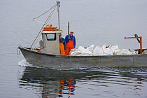 Atlantic salmon {Salmo salar} fish farm, transporting the fish, Baltasounds, Unst Island, Shetland Islands, Scotland, UK