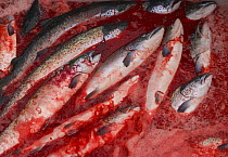 Atlantic salmon {Salmo salar} fish farm, fish ready for market, Baltasounds, Unst Island, Shetland Islands, Scotland, UK