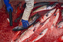 Atlantic salmon {Salmo salar} fish farm, killing the fish, Baltasounds, Unst Island, Shetland Islands, Scotland, UK