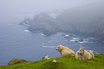 Shetland sheep resting on grass on cliff tops,  Hermaness Nature Reserve, Unst Island, Shetland Islands, Scotland, UK