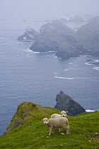 Shetland sheep lambs on coastal land,  Hermaness Nature Reserve, Unst Island, Shetland Islands, Scotland, UK