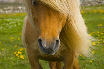 Close up of muzzle and mane of Shetland Pony, Shetland Islands, Scotland, UK