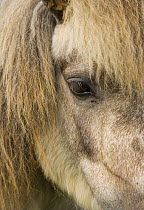 Close up of eye of Shetland Pony, Shetland Islands, Scotland, UK