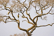Jabiru stork {Jabiru mycteria) pair perched in tree, Pantanal NP, Mato Grosso, Brazil