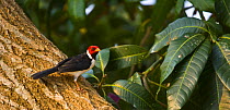 Yellow billed cardinal (Paroaria capitata) Pantanal NP, Mato Grosso, Brazil