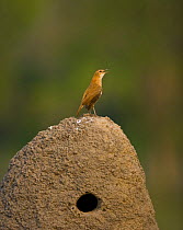 Ovenbird / Rufous honero {Furnarius rufus} singing perched on large mud nest, Pantanal NP, Mato grosso, Brazil