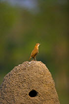 Ovenbird / Rufous honero {Furnarius rufus} singing perched on large mud nest, Pantanal NP, Mato grosso, Brazil