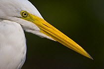 Great egret {Ardea alba} head portrait, Pantanal NP, Mato grosso, Brazil