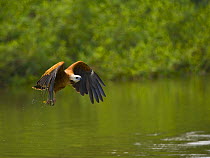 Black collared hawk (Busarellus nigricollis) flying over water carrying fish in claws, Pantanal NP, Mato Grosso, Brazil