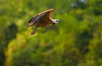 Black collared hawk (Busarellus nigricollis) in flight, Pantanal NP, Mato Grosso, Brazil