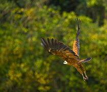 Black collared hawk (Busarellus nigricollis) in flight, Pantanal NP, Mato Grosso, Brazil