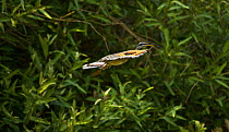 Sunbittern (Eurypyga helias) in flight, Brazil