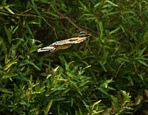 Sunbittern (Eurypyga helias) in flight, Brazil