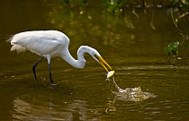 Great white egret {Ardea alba} fishing in river, Pantanal NP, Mato Grosso, Brazil