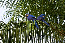 Hyacinth macaw (Anodorhynchus hyacinthinus) pair perched in palm tree, Pantanal NP, Mato Grosso, Brazil. Endangered