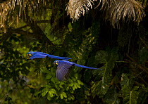 Hyacinth macaw (Anodorhynchus hyacinthinus) pair in flight, Pantanal NP, Mato Grosso, Brazil. Endangered