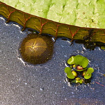 Close up of young bud and leaf edge of Royal water lily {Victoria amazonica} Pantanal NP, Mato Grosso, Brazil