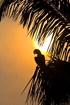 Hyacinth macaw (Anodorhynchus hyacinthinus) perched in palm tree, silhouetted at sunset, Pantanal NP, Mato Grosso, Brazil, sequence 1/3. Endangered