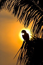 Hyacinth macaw (Anodorhynchus hyacinthinus) perched in palm tree, silhouetted at sunset, Pantanal NP, Mato Grosso, Brazil, sequence 2/3. Endangered