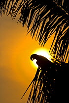 Hyacinth macaw (Anodorhynchus hyacinthinus) perched in palm tree, silhouetted at sunset, Pantanal NP, Mato Grosso, Brazil, sequence 3/3. Endangered