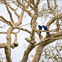 Hyacinth macaw (Anodorhynchus hyacinthinus) pair perched in tree, Pantanal NP, Mato Grosso, Brazil. Endangered