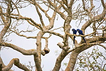 Hyacinth macaw (Anodorhynchus hyacinthinus) pair perched in tree, Pantanal NP, Mato Grosso, Brazil. Endangered