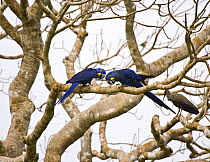 Hyacinth macaw (Anodorhynchus hyacinthinus) pair displaying in tree with Ibis perched in background, Pantanal NP, Mato Grosso, Brazil. Endangered
