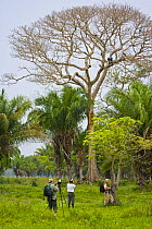 Photographers taking photos of  Hyacinth macaws perched in tree, Pantanal NP, Mato Grosso, Brazil