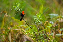 Scarlet headed blackbird (Amblyramphus holosericeus) perched, Pantanal NP, Mato Grosso, Brazil