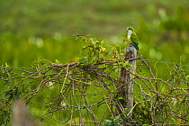 Monk parakeet (Myiopsitta monachus) perched, Pantanal NP, Mato Grosso, Brazil