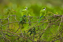 Monk parakeet (Myiopsitta monachus) pair perched, Pantanal NP, Mato Grosso, Brazil