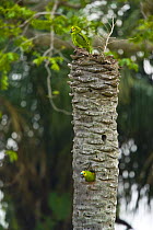 Blue fronted amazon parrot (Amazona aestiva) pair at nest in palm tree trunk, Pantanal NP, Mato Grosso, Brazil