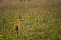 Marsh deer {Blastocerus dichotomus} Pantanal NP, Mato grosso, Brazil