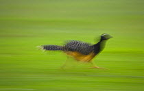 Bare faced curassow (Crax fasciolata) running, Pantanal NP, Mato Grosso, Brazil
