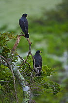 Great black hawk (Buteogallus urubitinga) pair perched, Pantanal NP, Mato Grosso, Brazil