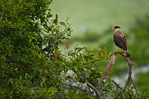 Forster's caracara (Phalcoboenus / Polyborus australis) perched, Pantanal NP, Mato Grosso, Brazil