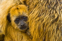 Black howler monkey (Alouatta caraya) baby being carried by mother, Pantanal NP, Mato Grosso, Brazil