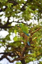 Blue winged macaw (Primolius maracana) cleaning foot, Pantanal NP, Mato Grosso, Brazil