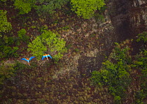 Green winged macaw (Ara chloroptera) pair flying,  Brazil