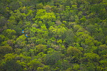 Looking down on Green winged macaw (Ara chloropterus) pair flying above canopy,  Brazil