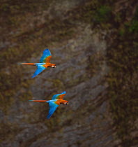 Green winged macaw (Ara chloroptera) pair flying, Chapada dos Guimaraes, Mato Grosso, Brazil