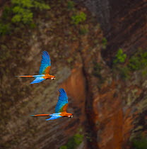 Green winged macaw (Ara chloroptera) flying, Chapada dos Guimaraes, Mato Grosso, Brazil