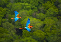 Green winged macaw (Ara chloroptera) pair flying, Chapada dos Guimaraes, Mato Grosso, Brazil